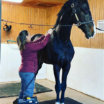 Linda Bailey treats a horse with THOR LX2 Photobiomodulation therapy.